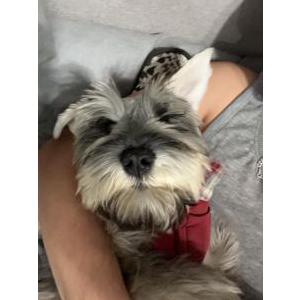 Lost Dog max
