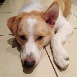 Found Dog unknown