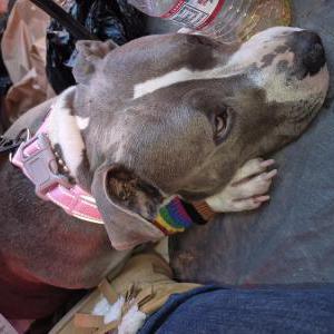 Lost Dog Karma