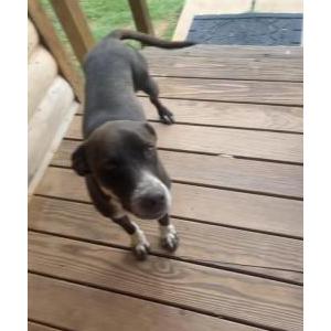 Lost Dog Willow