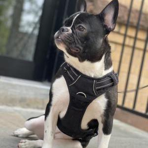 Lost Dog Milo