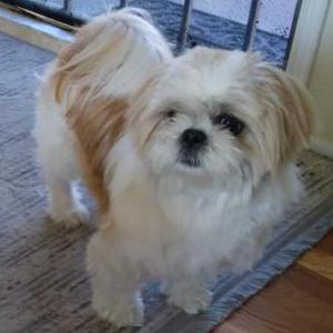 Lost Dog Bambi