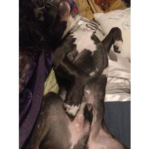 Image of king, Lost Dog