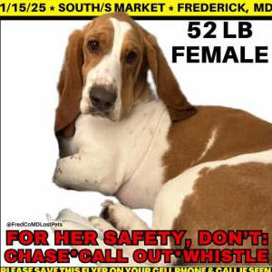 Lost Dog Millie