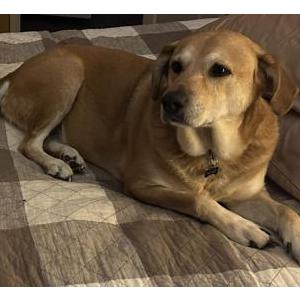 Lost Dog Maggie