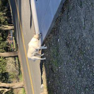 Image of Unknown, Found Dog