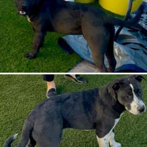 Found Dog Unknown