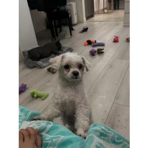 Lost Dog baobao