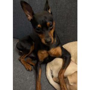 Lost Dog Spikey