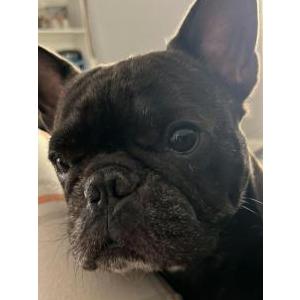 Lost Dog Geo