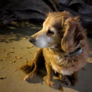 Image of unknown, Found Dog