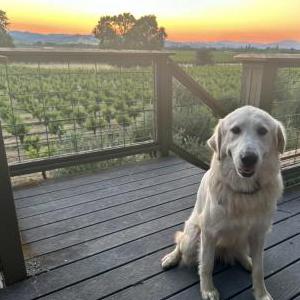 Image of Elsa, Lost Dog