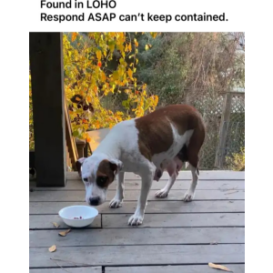Found Dog Unknown