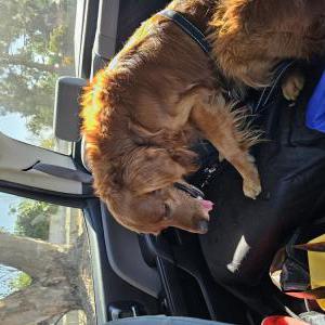Found Dog Unknown