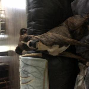 Image of Tootsie, Lost Dog