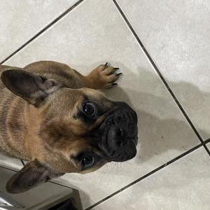 Lost Dog Amber rose