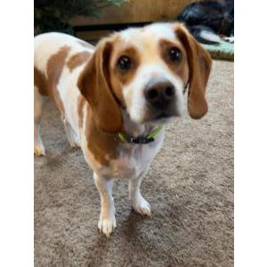 Image of Bird, Lost Dog