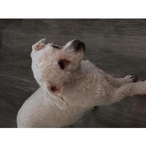 Lost Dog Roco