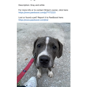Image of Stripe, Lost Dog
