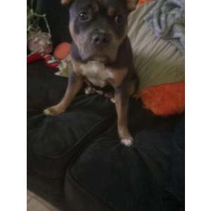 Image of Nala, Lost Dog