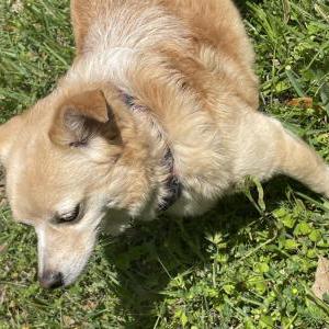 Lost Dog Tazz