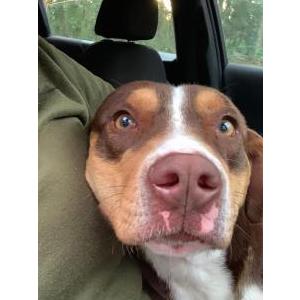 Found Dog Unknown
