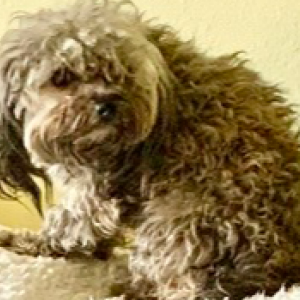 Lost Dog Yoda