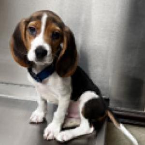 Lost Dog Whiskey
