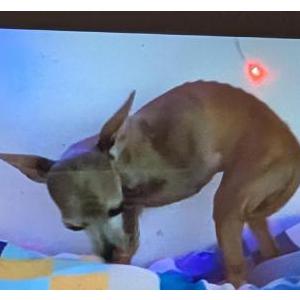 Lost Dog Sally