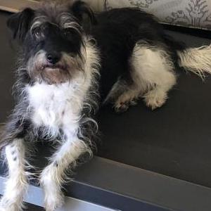 Lost Dog Gus