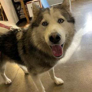 Image of Unknown, Found Dog