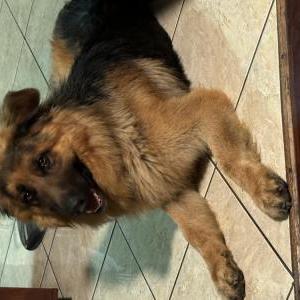 Lost Dog Bear