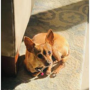 Lost Dog Ellie