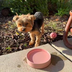 Found Dog unknown