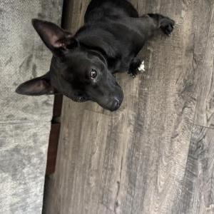 Found Dog No tag