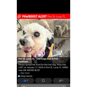 Image of Rosa, Lost Dog