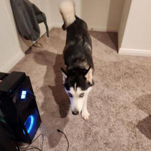 Lost Dog Pandora