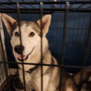 Lost Dog Aphrodite