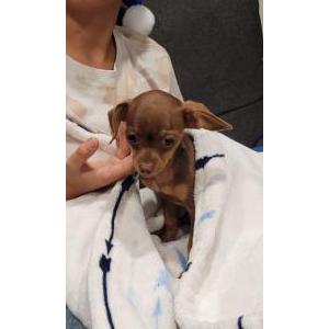 Lost Dog Roxie