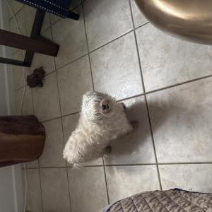 Lost Dog Pi