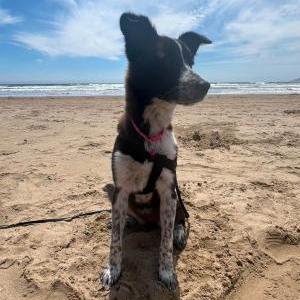 Image of Luna, Lost Dog