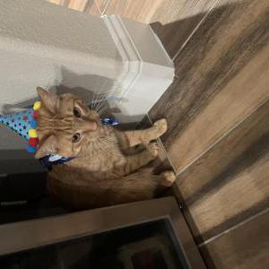 Image of Milo, Lost Cat