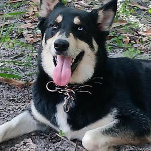 Lost Dog Thrax