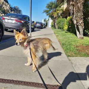 Lost Dog Pepina