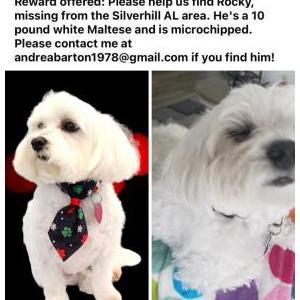 Image of Rocky, Lost Dog