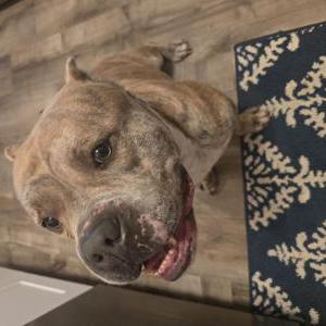 Image of Unknown, Found Dog