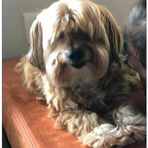 Lost Dog Bambam
