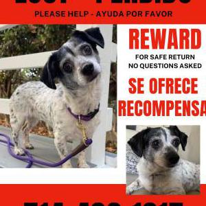 Lost Dog Sid