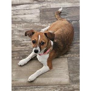 Lost Dog Unsure