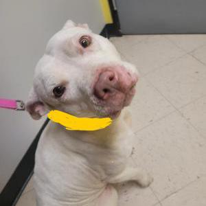 Found Dog Unknown